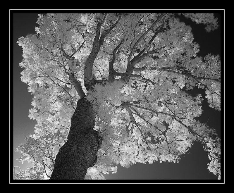 Arbre Normandie infra3.jpg